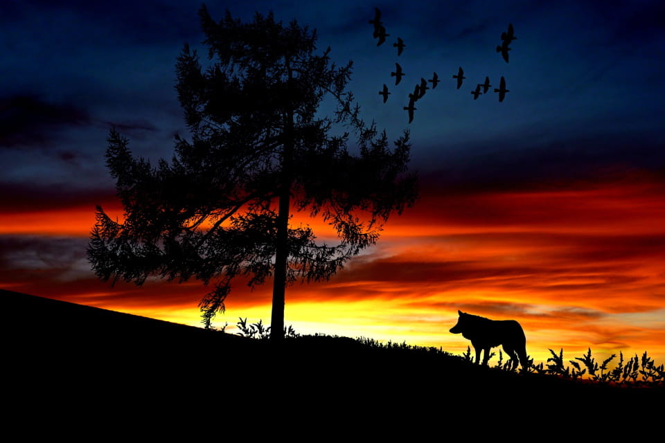 天津百度蜘蛛池出租：提升SEO效果的專業(yè)解決方案