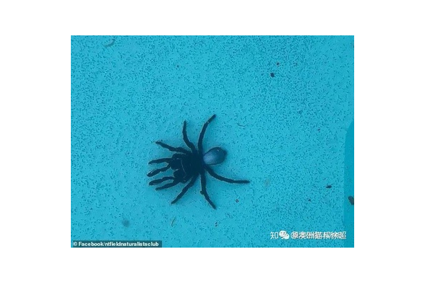 小旋風(fēng)蜘蛛池不來(lái)蜘蛛