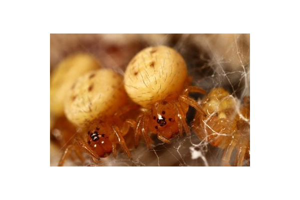 文蛛洞副本地圖_蜘蛛文筆