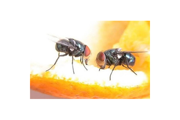 蜘蛛池蠅子圖片