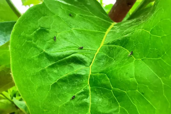 蜘蛛池怎么使用_吃蚜蟲的蜘蛛