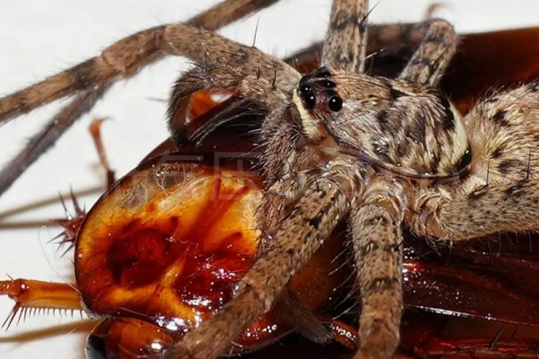 蜘蛛蟑螂怕什么_蜘蛛蟑螂是昆蟲(chóng)嗎