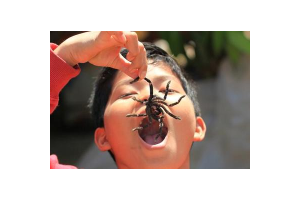 蜘蛛 神蛆_蜘蛛池的原理和實(shí)現(xiàn)方法