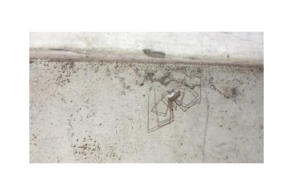 蜘蛛連牌游戲視頻_蜘蛛一連七次結(jié)網(wǎng)失敗,可它不灰心