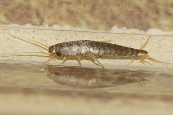 蜘蛛池是什么意思_蜘蛛池教程