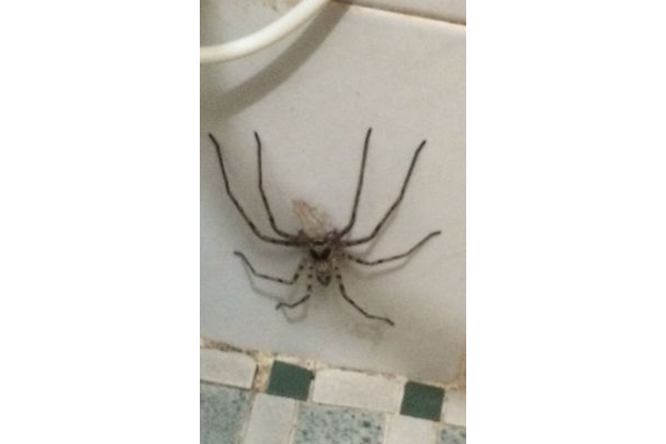 洗手池蜘蛛