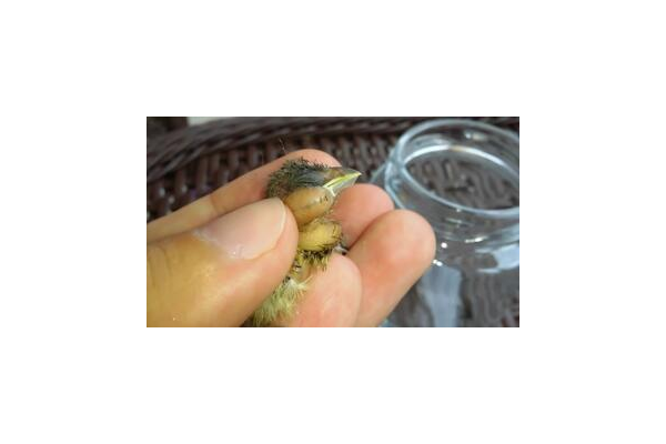 蜘蛛的駝峰_蜘蛛與駝峰人的民間故事原文