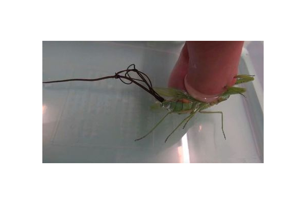 蜘蛛線蟲病是什么癥狀_蜘蛛感染線蟲