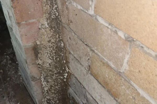 蜘蛛池是什么_蜘蛛池作用