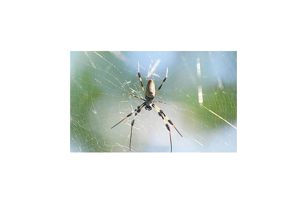 貴州搜狗蜘蛛池